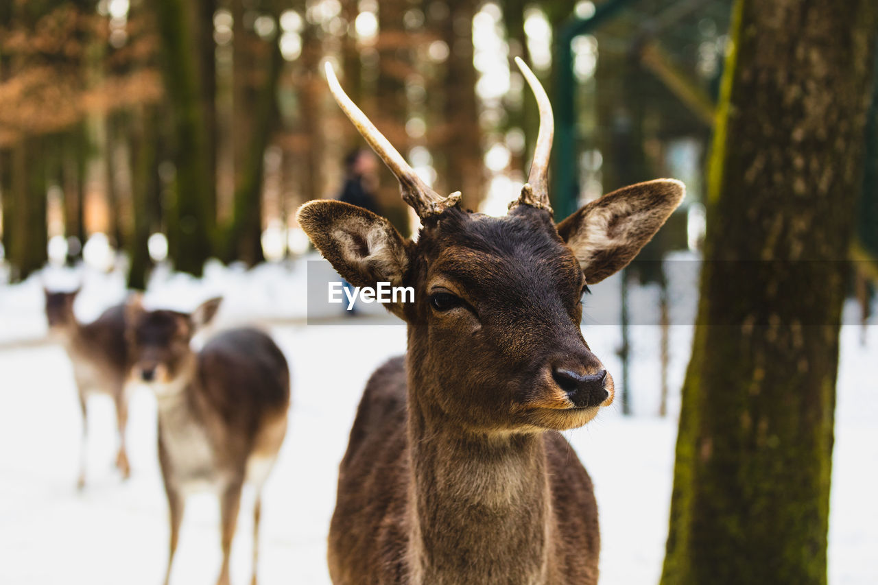 Deer at forest during winter