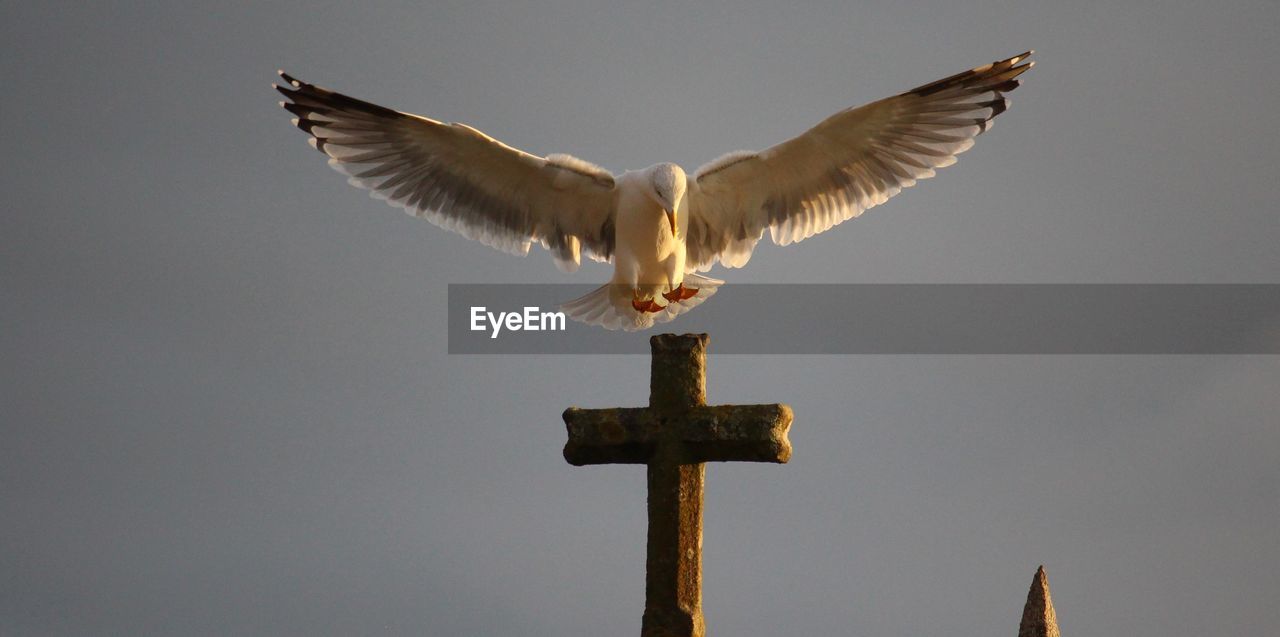 LOW ANGLE VIEW OF BIRD FLYING AGAINST THE SKY