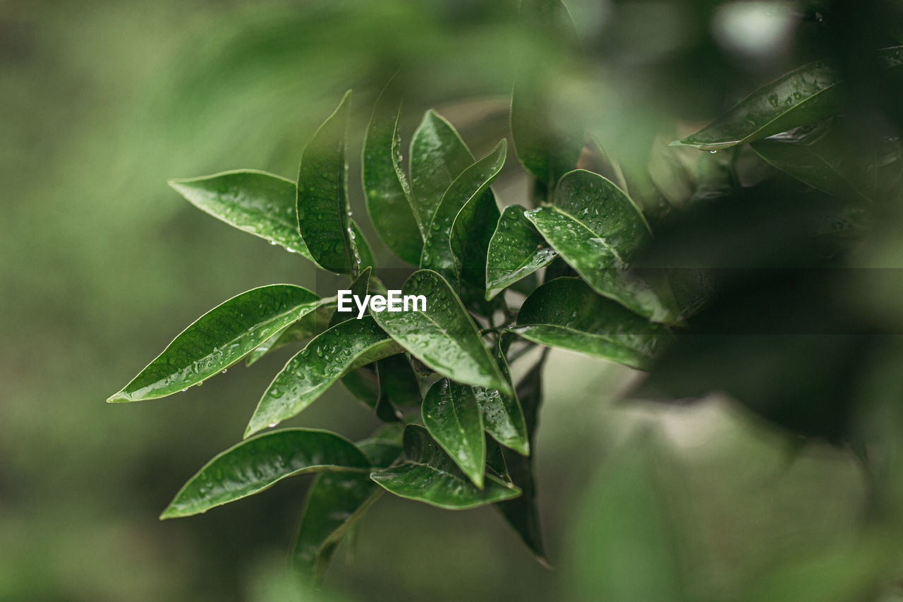 Close-up of fresh green leaves