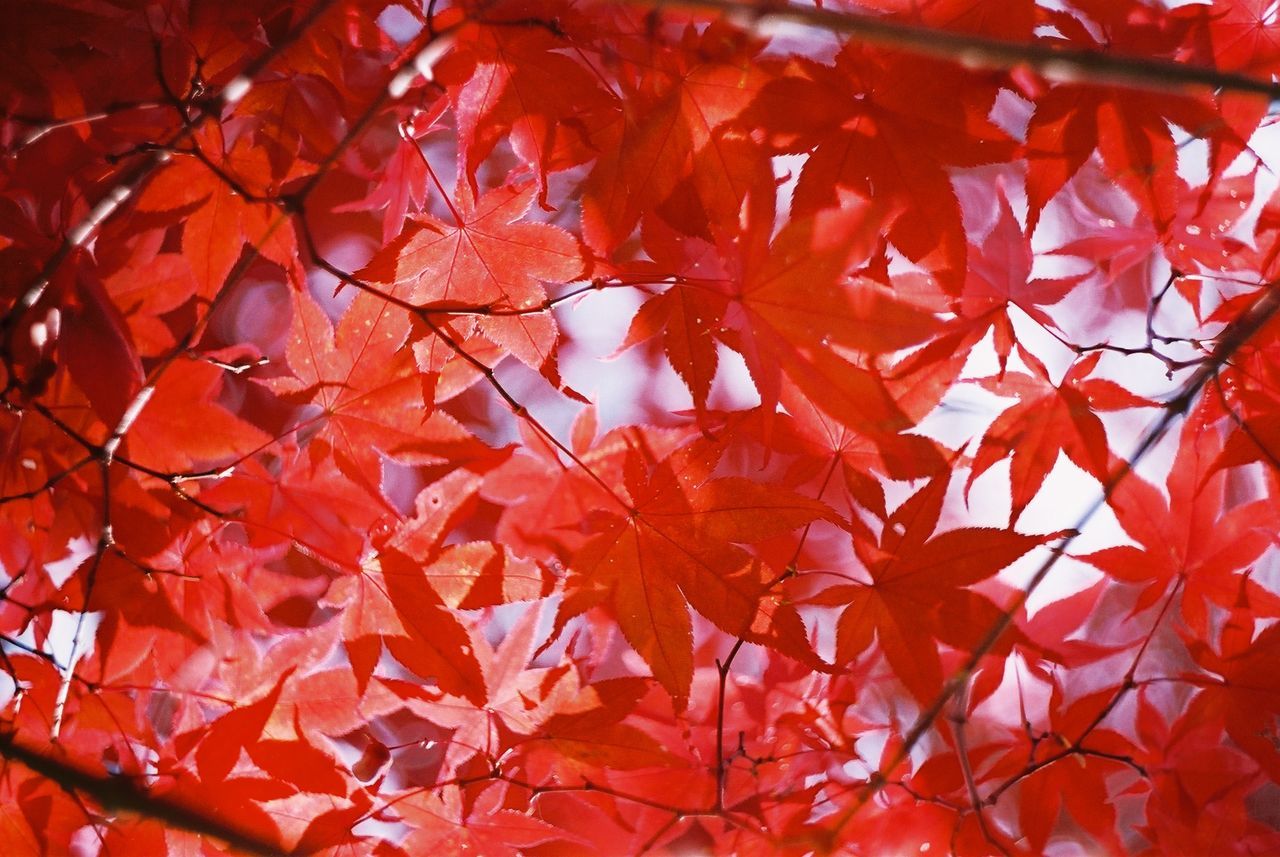 Close-up of maple leaves on tree during autumn