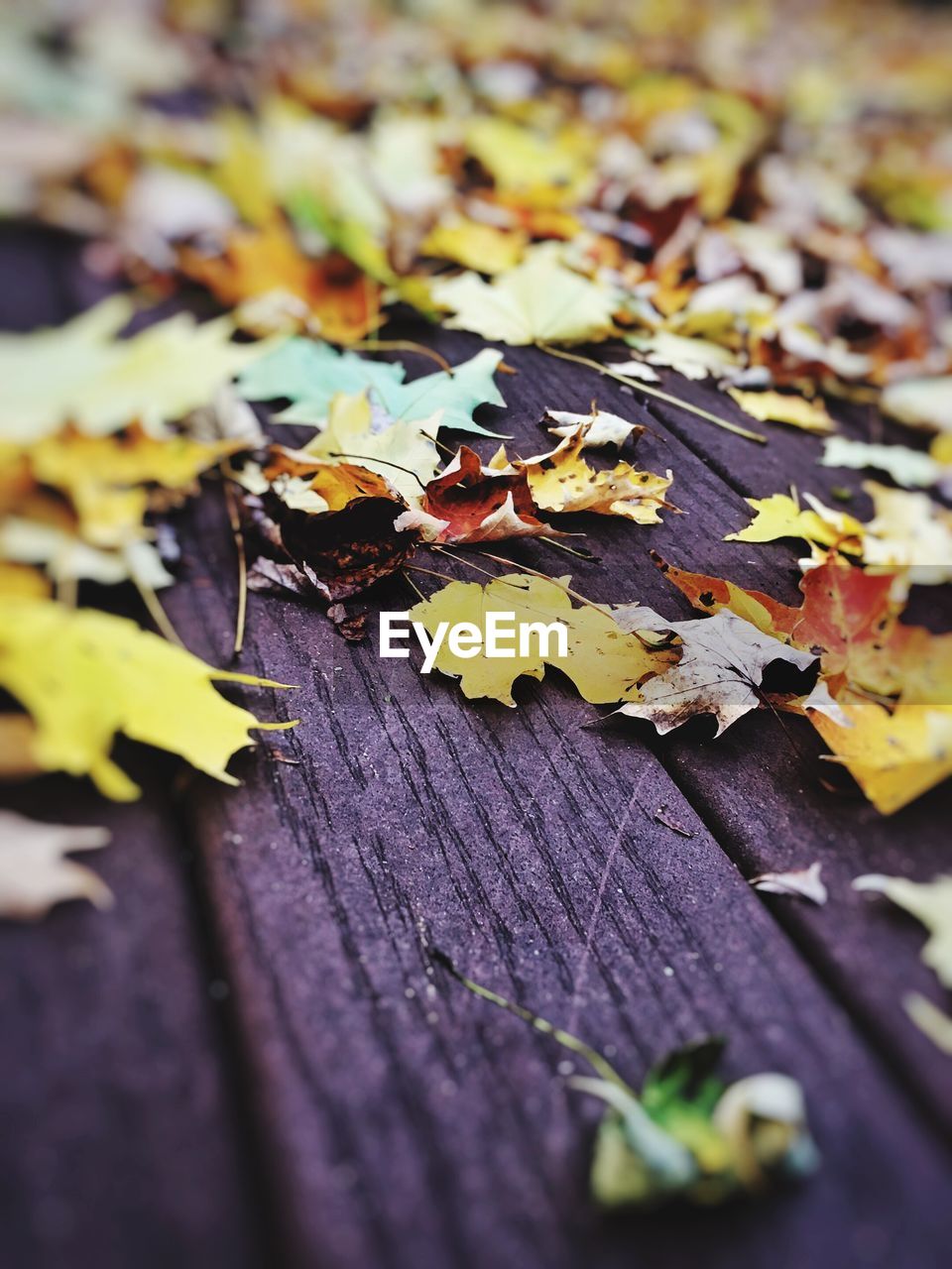 CLOSE-UP OF MAPLE LEAVES ON AUTUMN LEAF