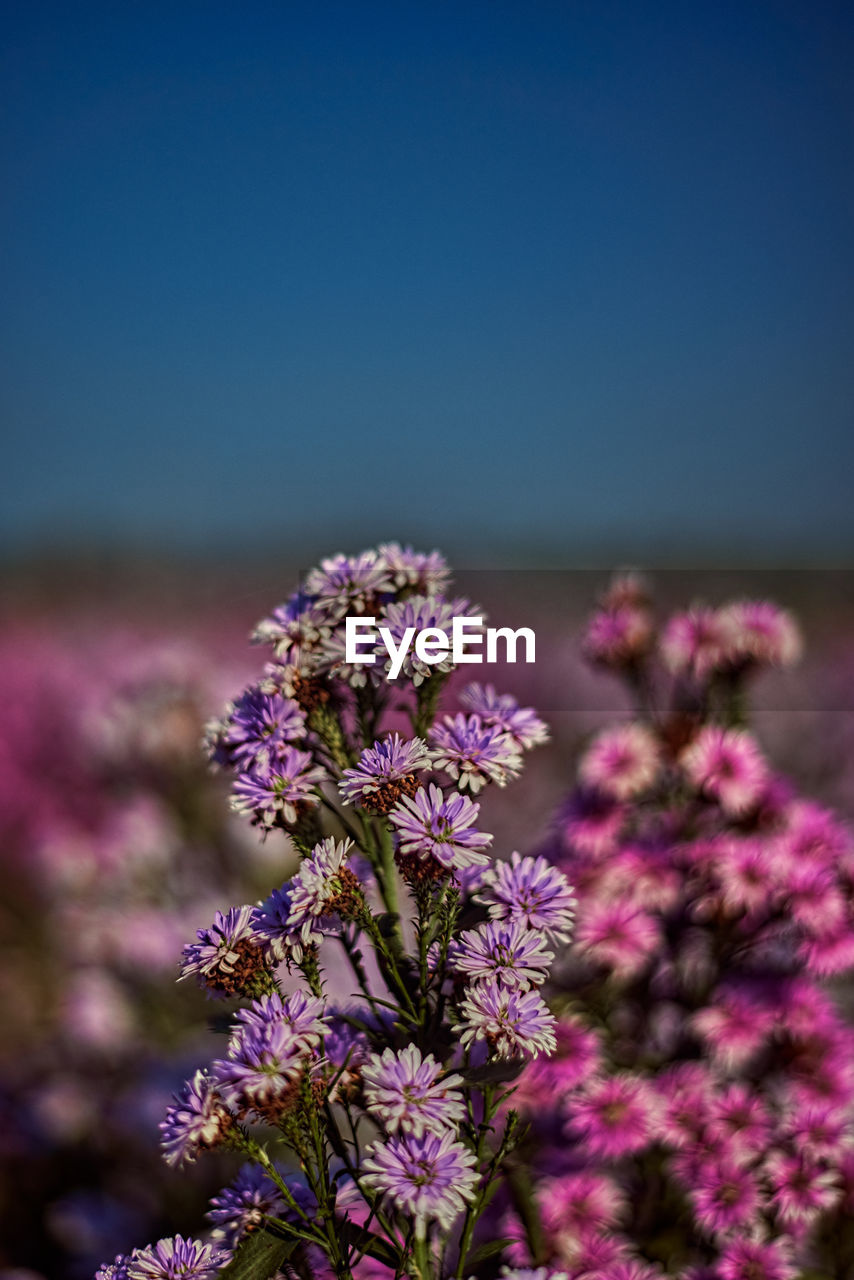 CLOSE-UP OF PURPLE FLOWERING PLANTS AGAINST SKY