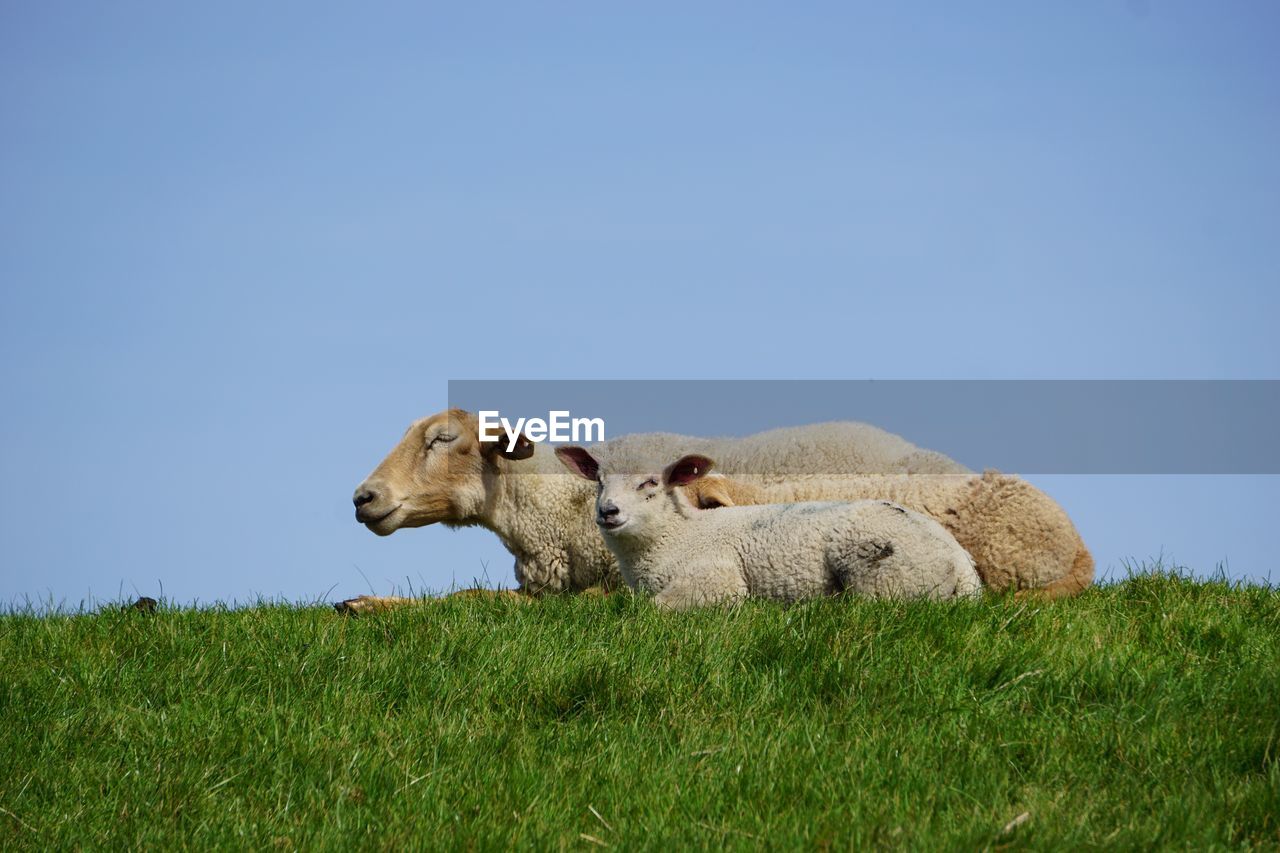 Sheep in a field