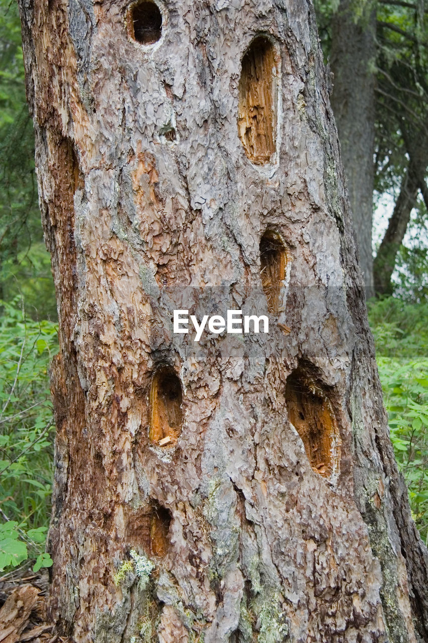 CLOSE-UP OF BARK OF TREE TRUNK