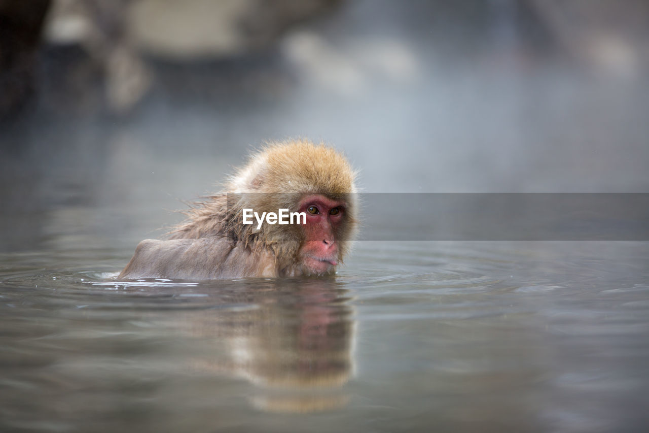 Close-up of monkey in hot spring