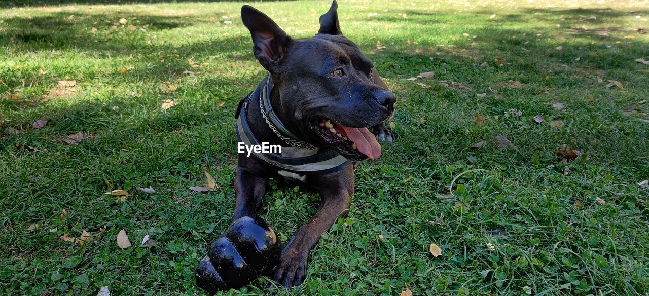 Dog looking away on field