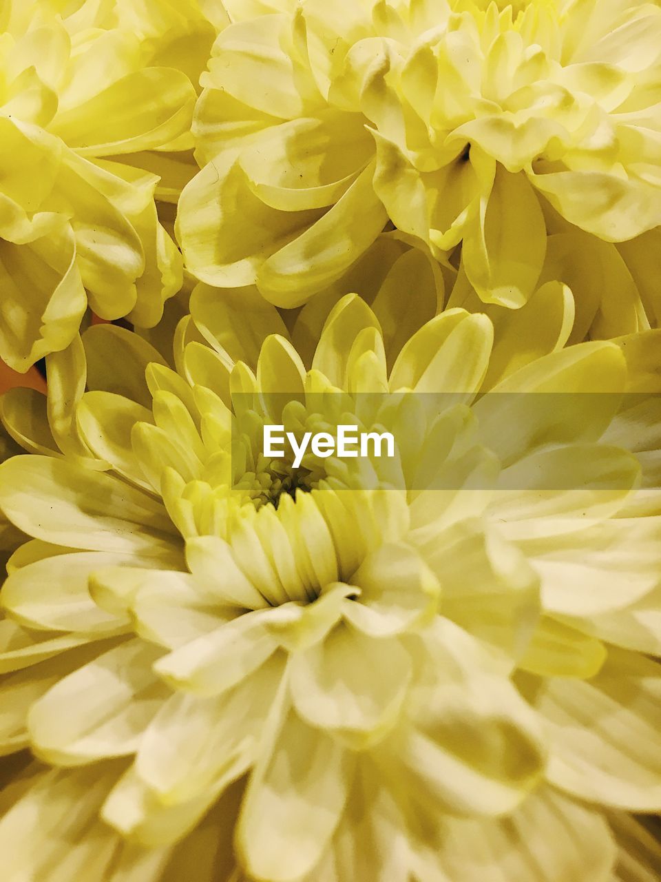 CLOSE-UP OF YELLOW FLOWER BLOOMING OUTDOORS