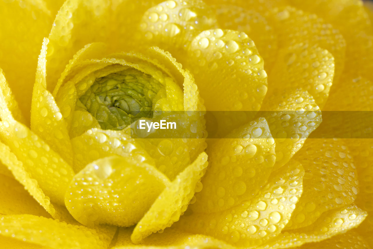 Tender yellow ranunculus flower. close up view