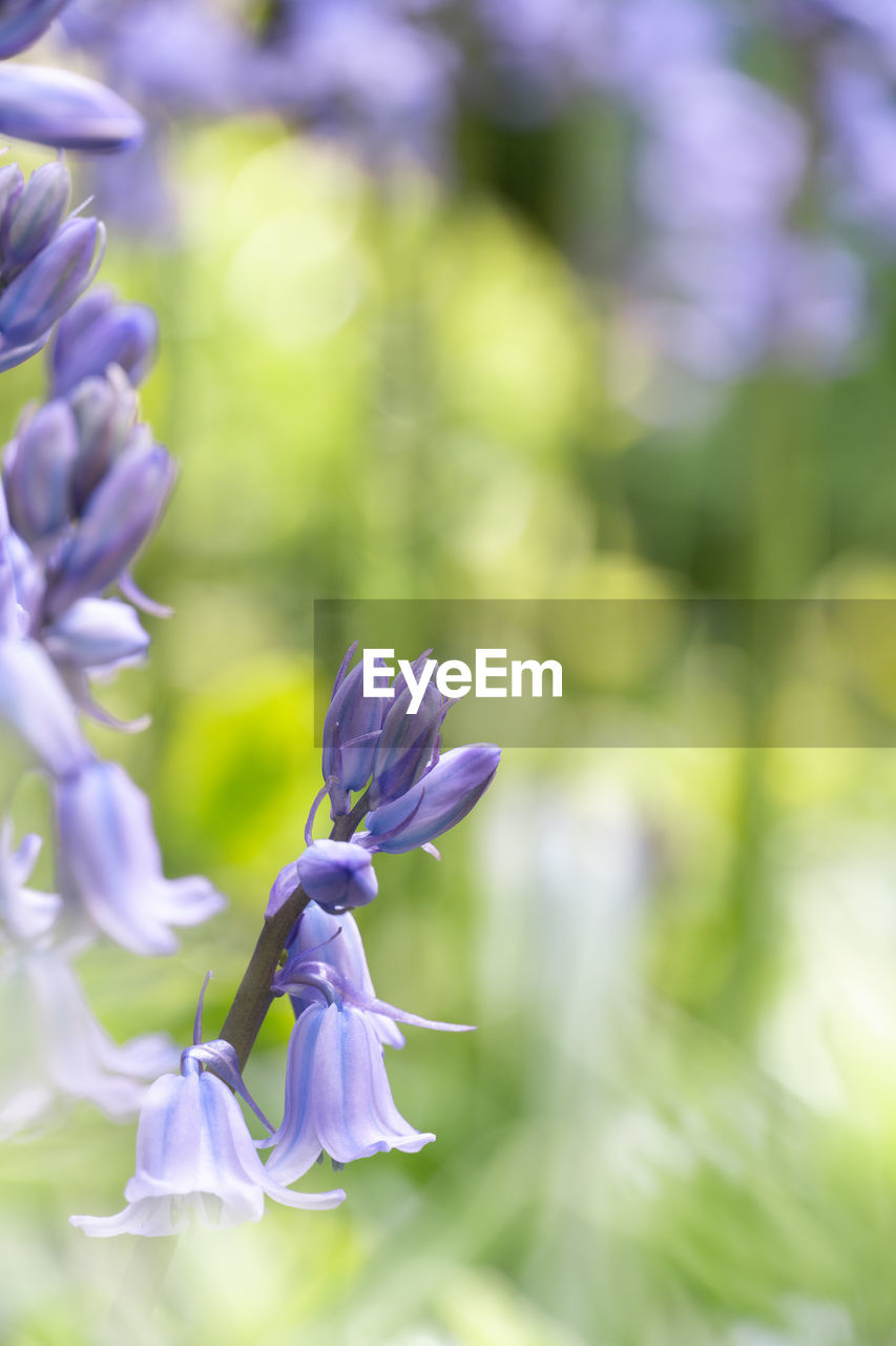 CLOSE-UP OF PURPLE LAVENDER FLOWER