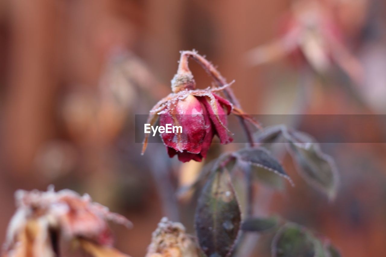 Close-up of red flower