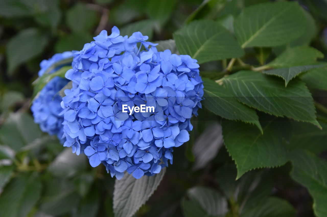 CLOSE-UP OF PURPLE HYDRANGEA BLUE PLANT