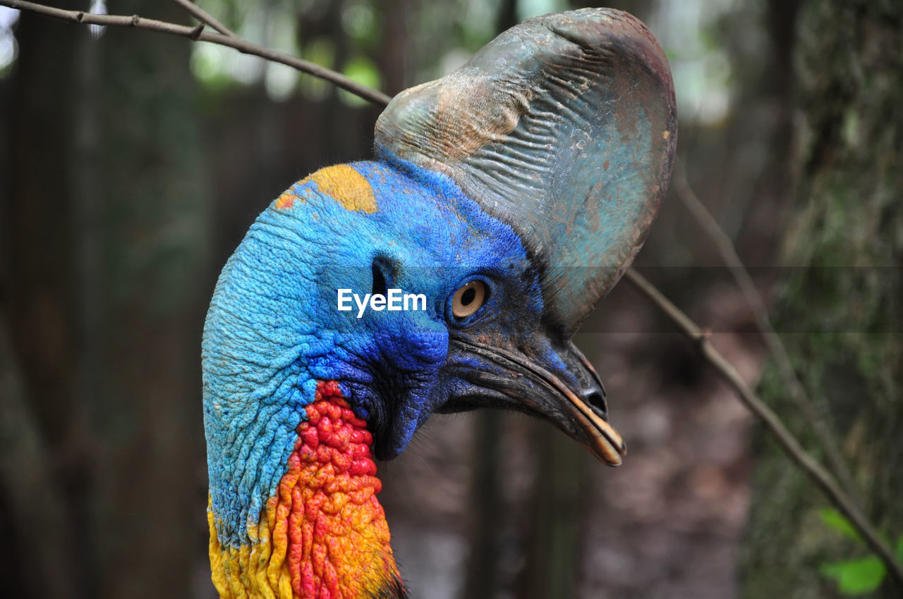 Close-up of bird outdoors