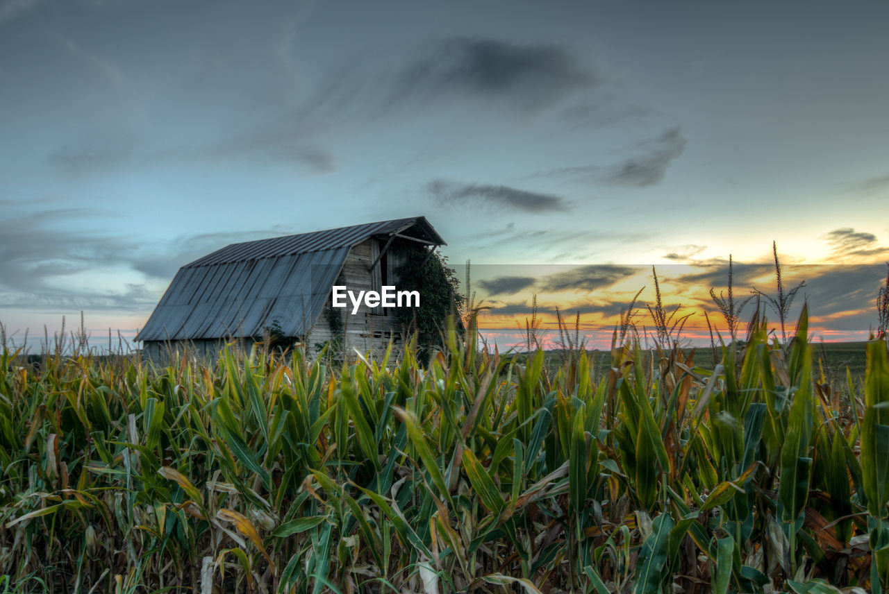 Barn on field against sky during sunset