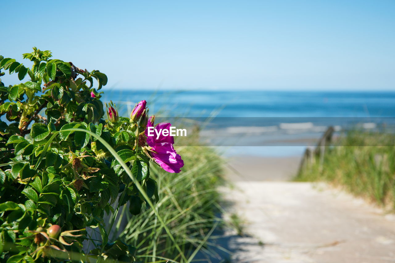 Plants at beach