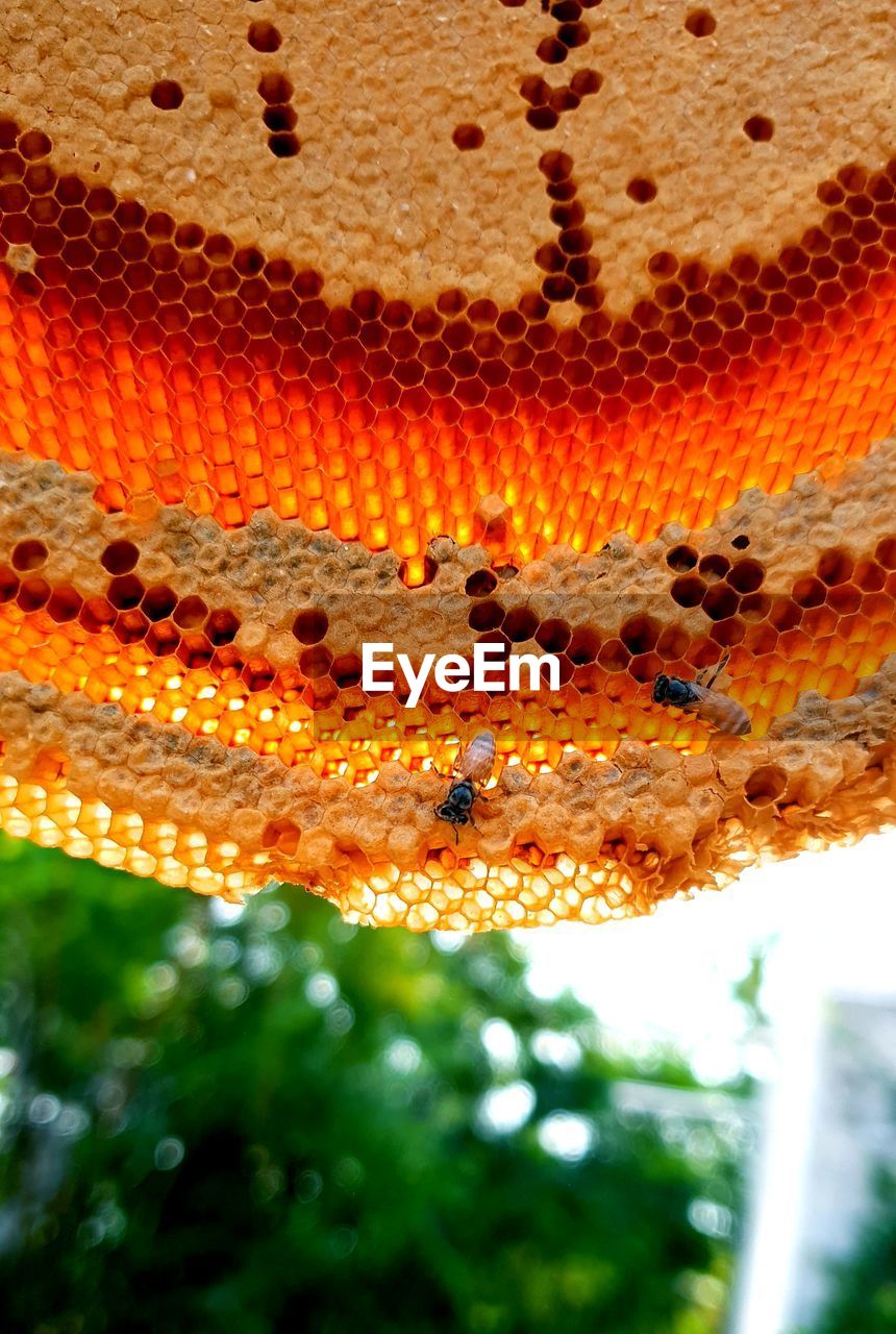 Close-up of insect on leaf