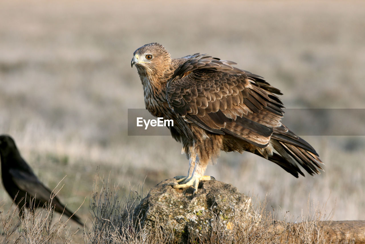 CLOSE-UP OF EAGLE PERCHING ON A FIELD