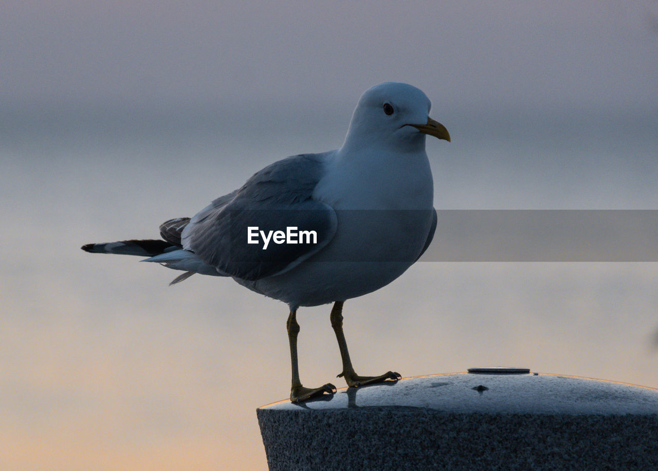 bird, animal themes, animal, animal wildlife, wildlife, gull, one animal, european herring gull, seabird, perching, beak, blue, seagull, no people, nature, full length, great black-backed gull, day, outdoors, focus on foreground