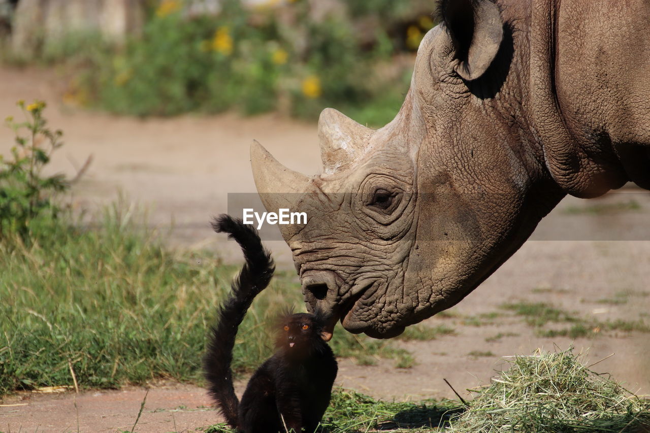 Funny rhinoceros at zoo