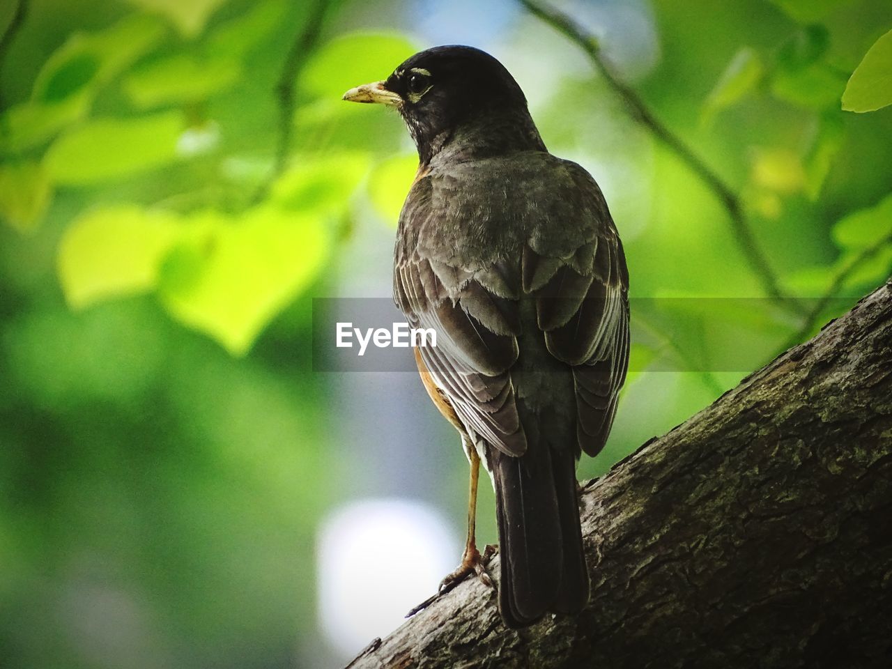 CLOSE-UP OF A BIRD PERCHING ON TREE TRUNK