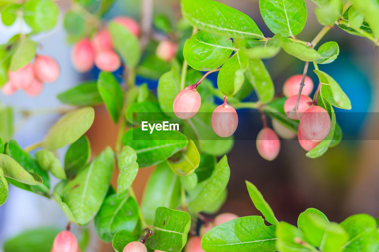 CLOSE-UP OF FRUITS GROWING ON TREE