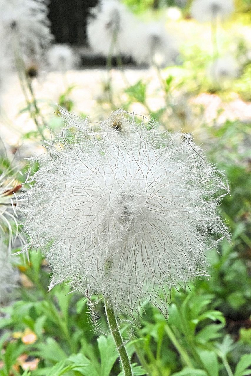 CLOSE-UP OF WHITE FLOWER PLANT