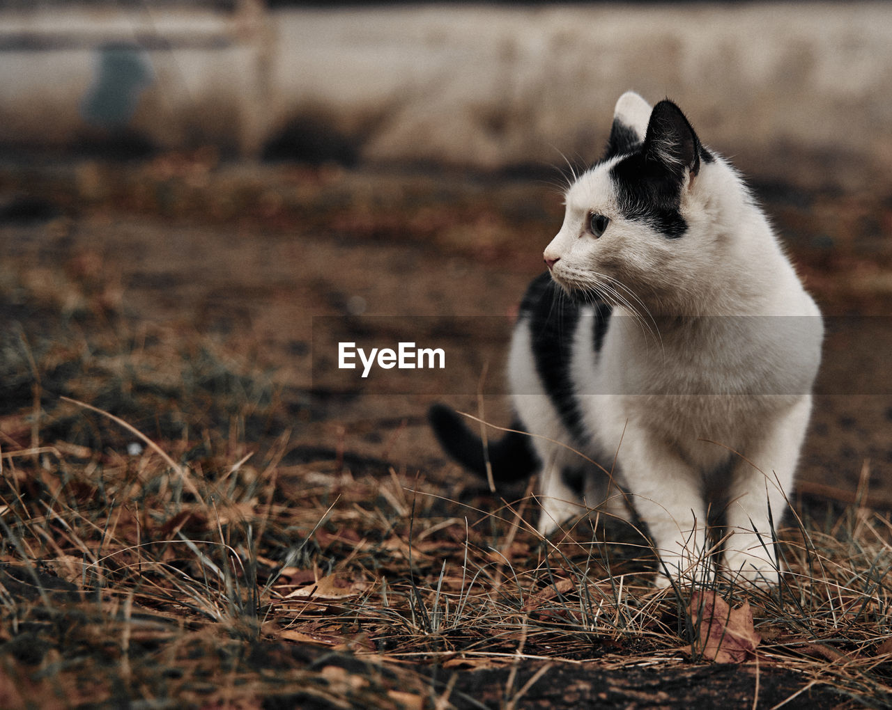 View of a cat on field