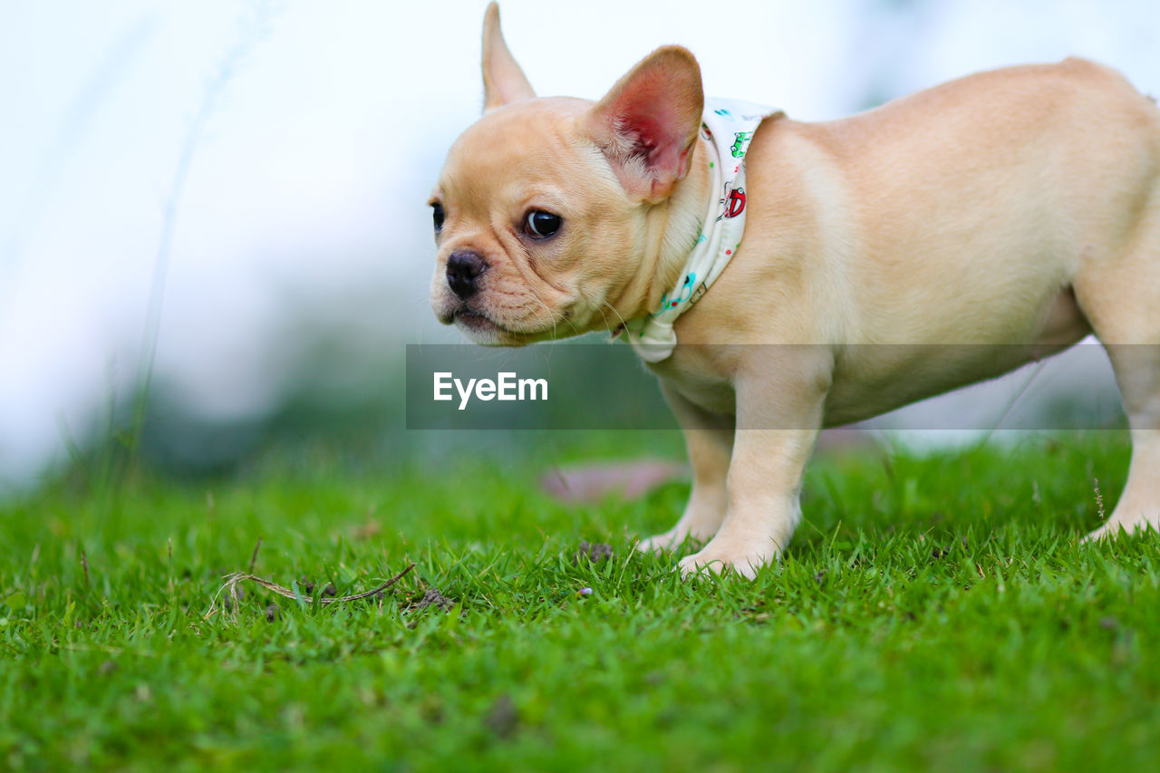 BROWN DOG LOOKING AWAY ON FIELD