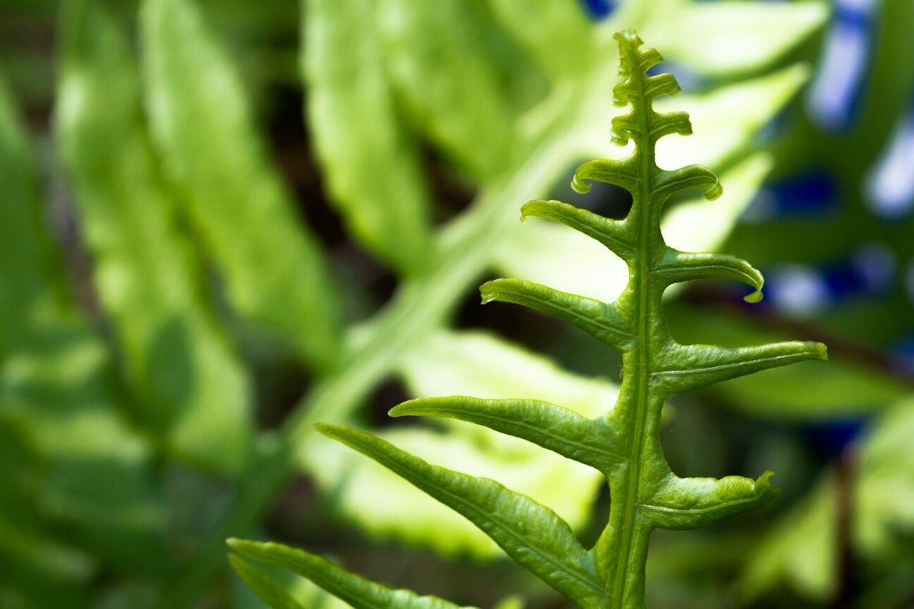 Close-up of plant against blurred background