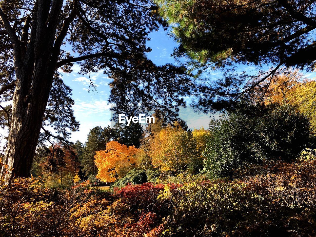 TREES IN FOREST AGAINST SKY