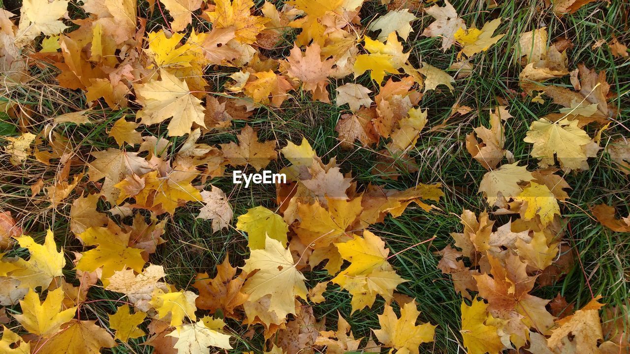 Directly above shot of yellow leaves on grassy field