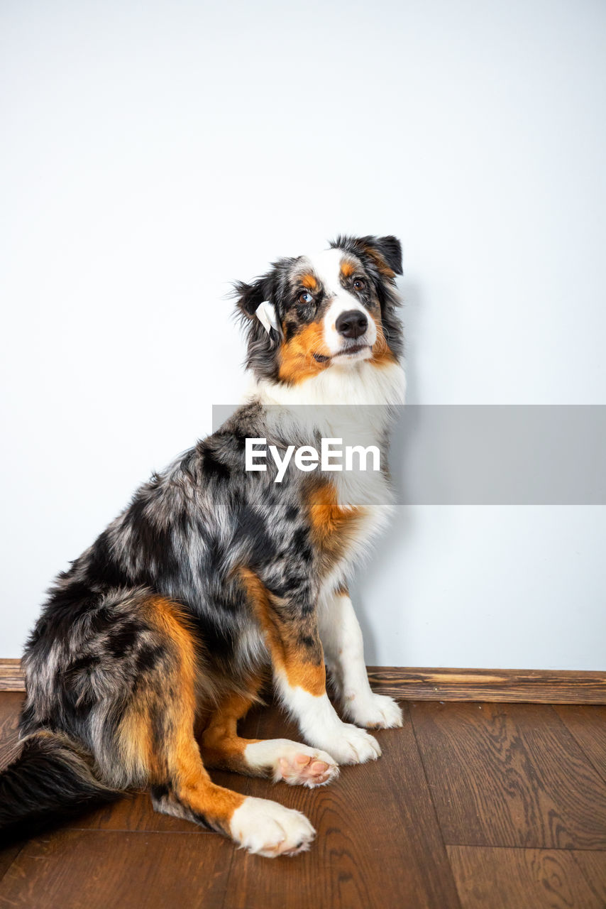 portrait of dog sitting on hardwood floor against white background