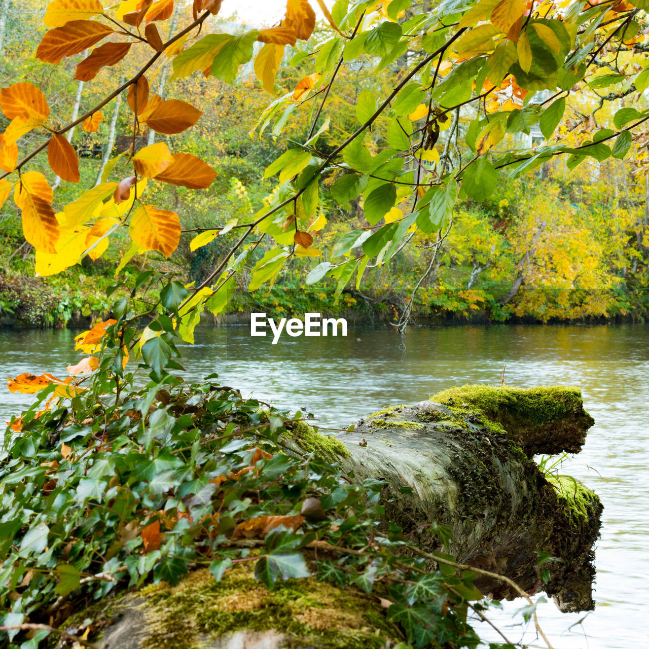 Scenic view of river in forest during autumn