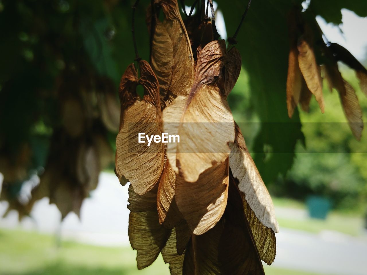 Close-up of dry maple seed pods hanging on tree