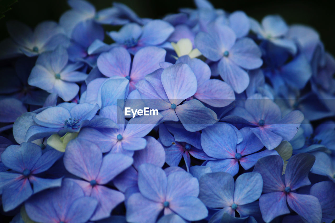 Close-up of blue hydrangea flowers