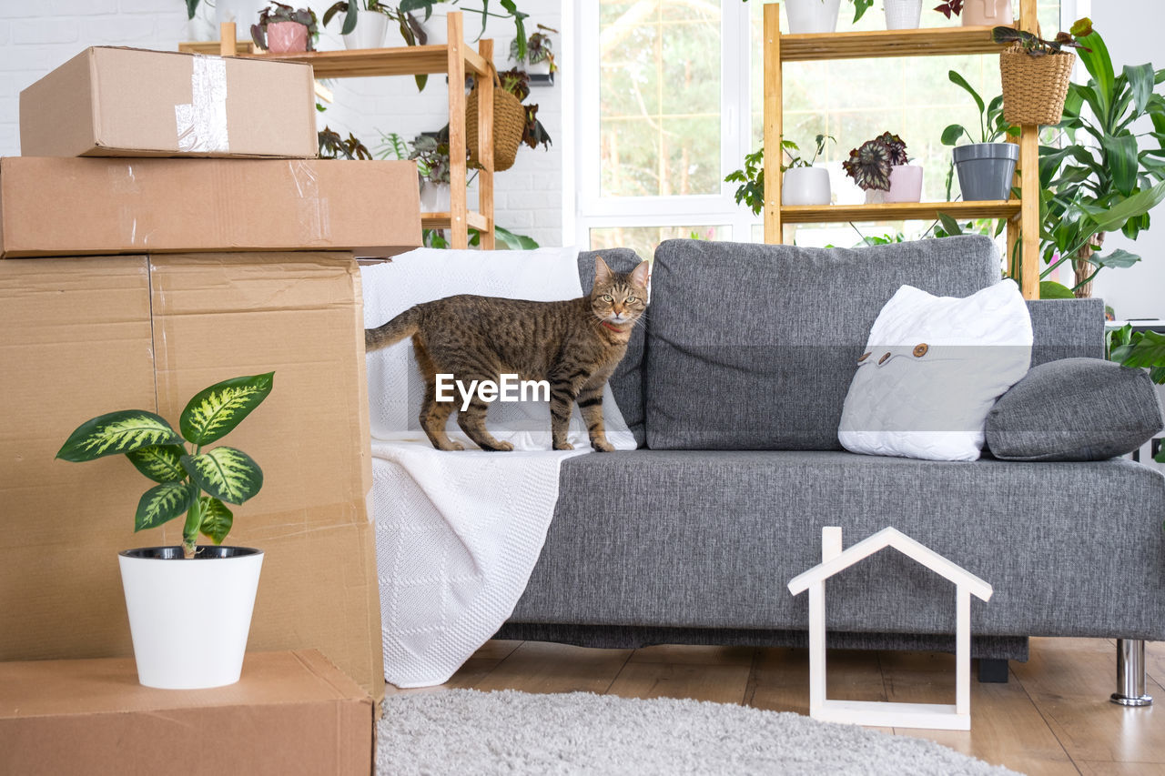 furniture, carnivore, domestic room, cat, indoors, home interior, potted plant, room, plant, living room, animal, mammal, houseplant, table, sofa, animal themes, no people, pet, couch, domestic animals, nature, cardboard box, home, flowerpot, domestic life, cardboard, studio couch, lifestyles, box, container, chair, stuffed, pillow, coffee table, home showcase interior, one animal, seat, domestic cat, comfortable, flooring, relaxation, day, interior design, decoration, cushion