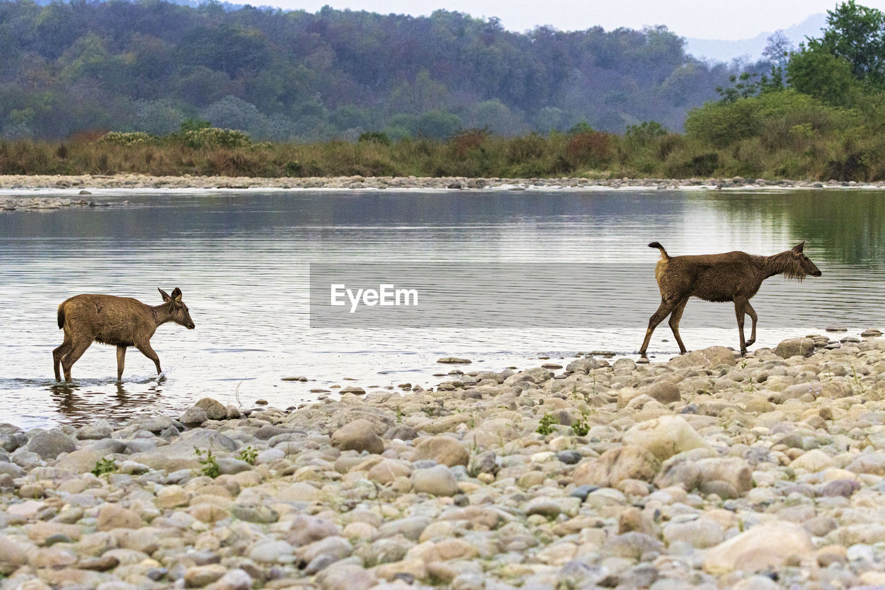 Sambar deer walking along a river bank