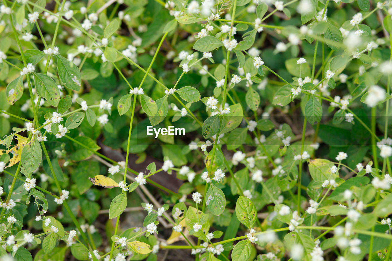 CLOSE-UP OF SMALL PLANT