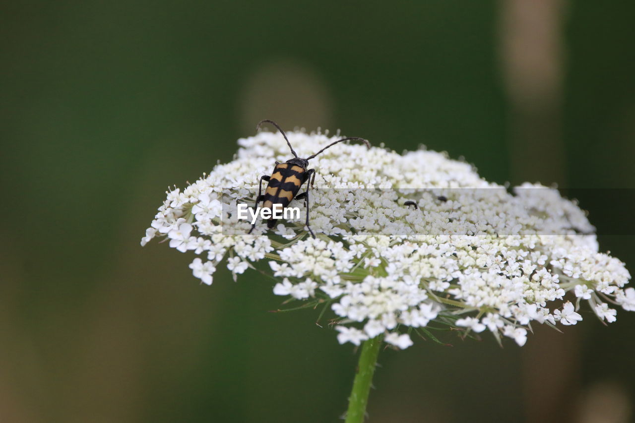 Close-up of insect on white flower