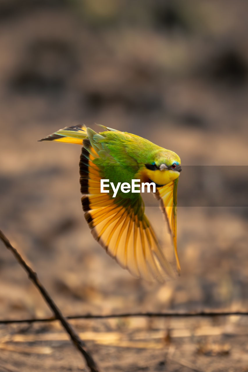 close-up of bird perching on branch