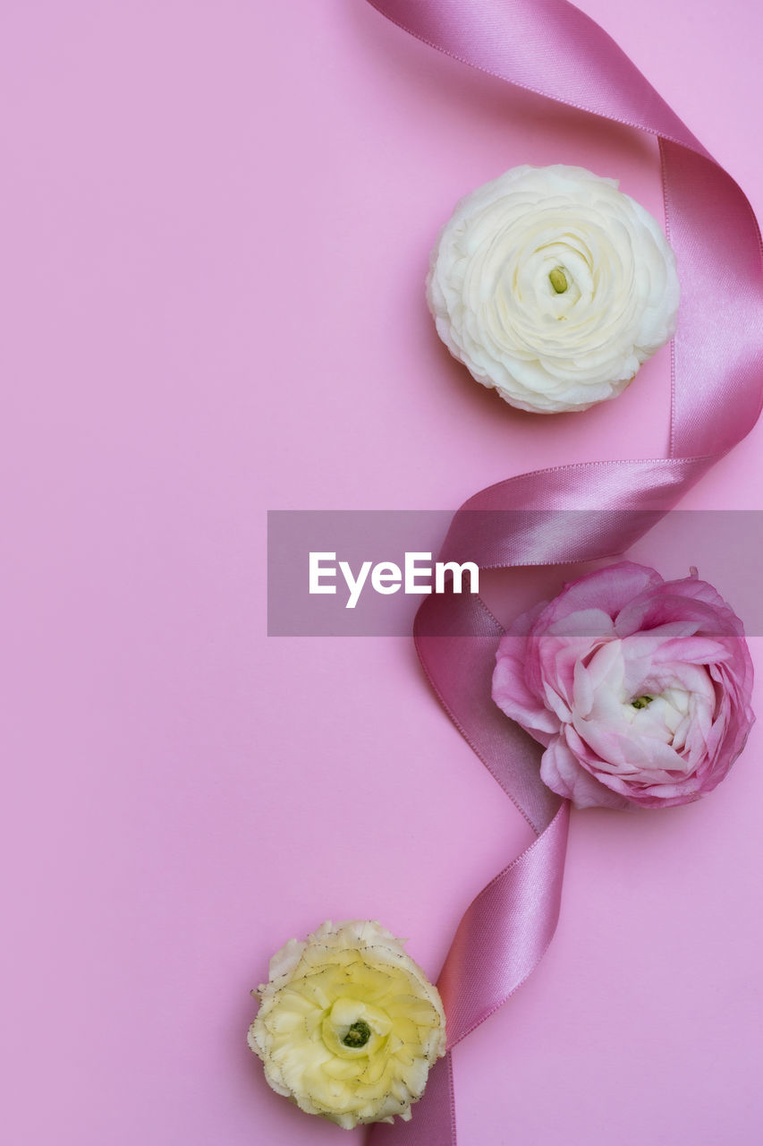 CLOSE-UP OF PINK ROSE FLOWER