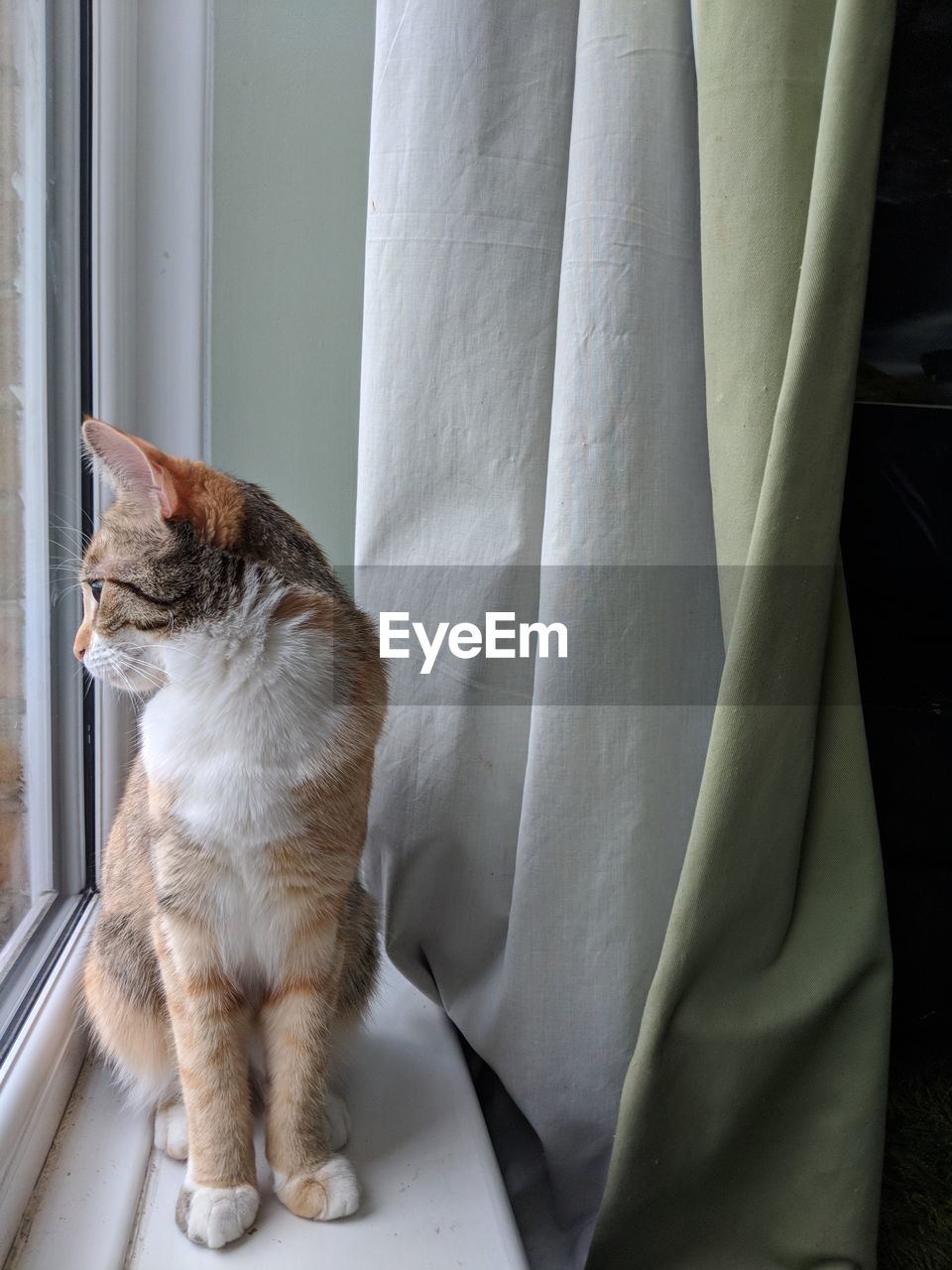 Cat sitting on window at home