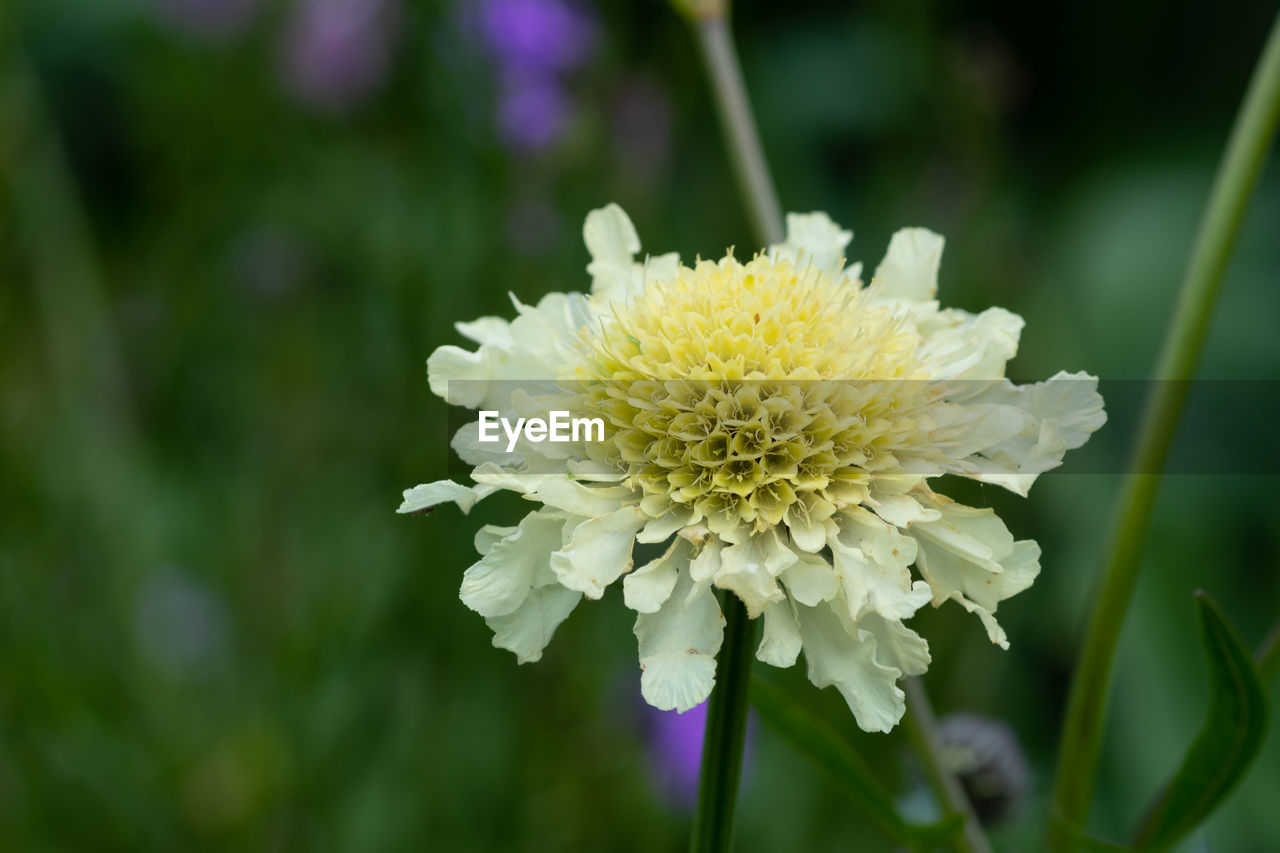 Close up of a cream pincushion  flower in bloom