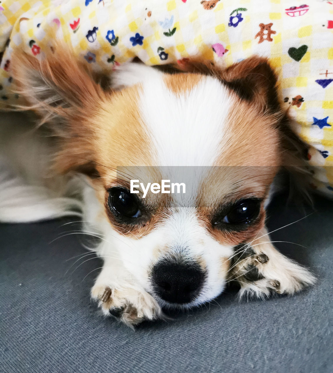 CLOSE-UP PORTRAIT OF A DOG WITH EYES