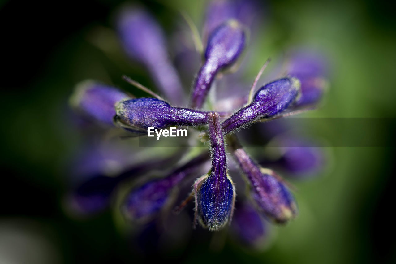 Close-up of purple flower