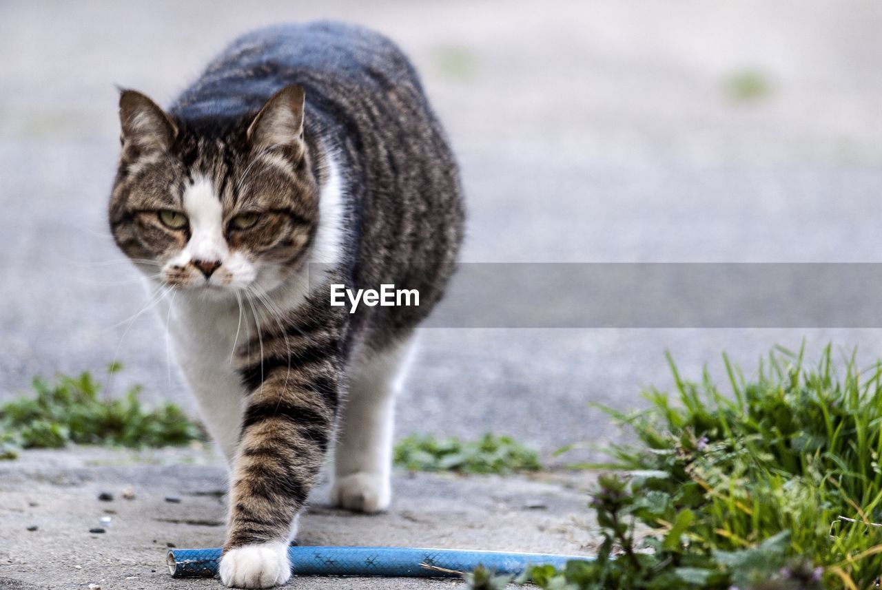 Portrait of cat walking on footpath