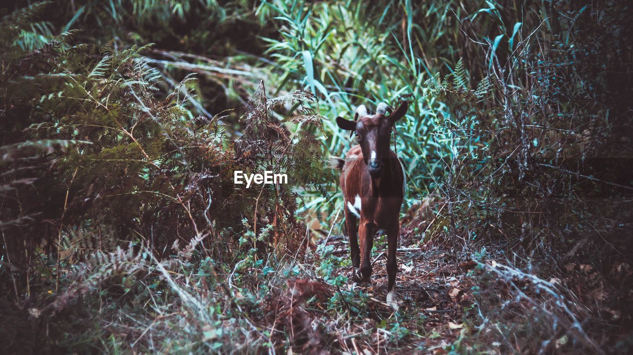 plant, animal, animal themes, forest, mammal, tree, one animal, wildlife, nature, land, deer, animal wildlife, day, no people, standing, domestic animals, woodland, outdoors, jungle, field, growth, pet, grass, branch