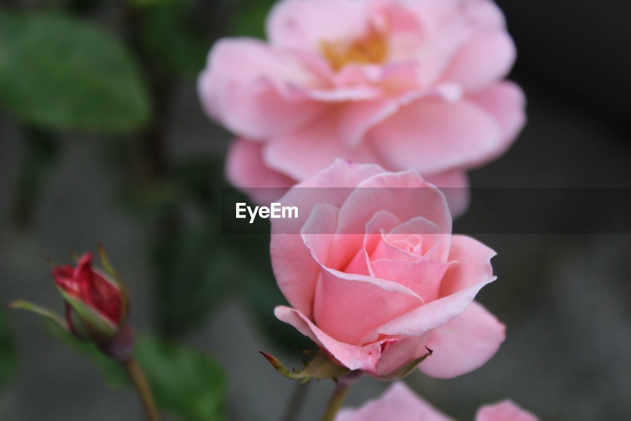 Close-up of pink rose blooming