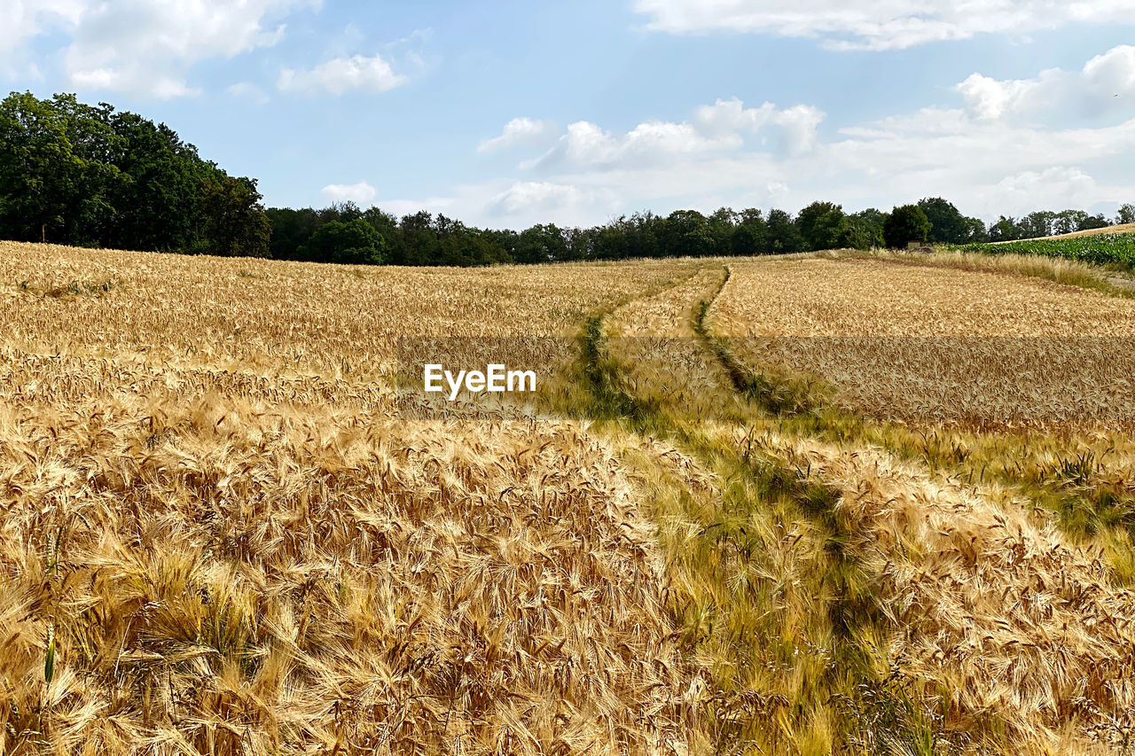 landscape, agriculture, rural scene, plant, field, land, crop, sky, cereal plant, environment, cloud, growth, nature, farm, food, scenics - nature, wheat, soil, no people, barley, beauty in nature, day, grassland, corn, tree, tranquility, prairie, summer, food and drink, outdoors, food grain, rural area, tranquil scene, plain, harvesting, triticale, abundance, gold, sunlight