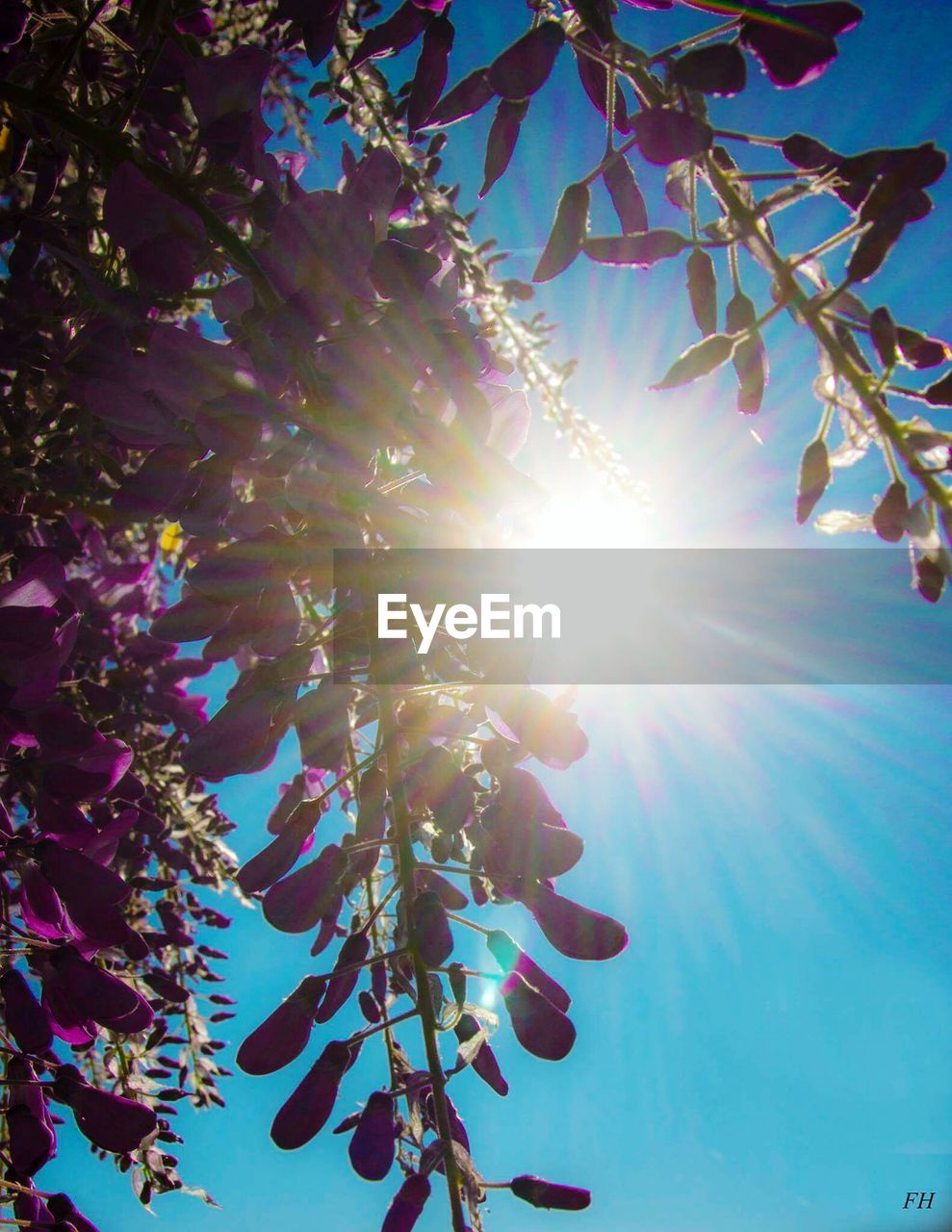 LOW ANGLE VIEW OF TREE AGAINST SUNLIGHT