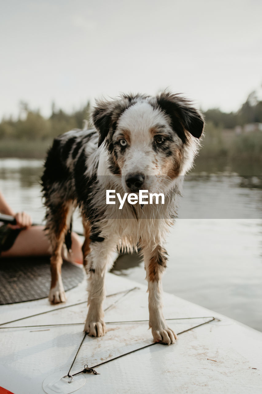 Wet dog on paddleboard in lake against sky